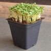 Broccoli Microgreens Seeds - 1 Lb ~16,000 Seeds - High