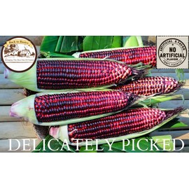 Back to Basics Dried Corn – 4 lb Resealable Bag – Non-GMO Whole Kernel Corn for Tortillas, Pozole, Soups, Cornbread, Flour & More – Heirloom Quality for Traditional Cooking (4 Pounds, Purple Corn)