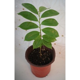 Tree SOURSOP TREE Guanábana 4''  Tropical Fruit Tree In Pot