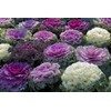 NIKA SEEDS - Vegetable Flowering Kale Mix (Ornamental Cabbage) Large