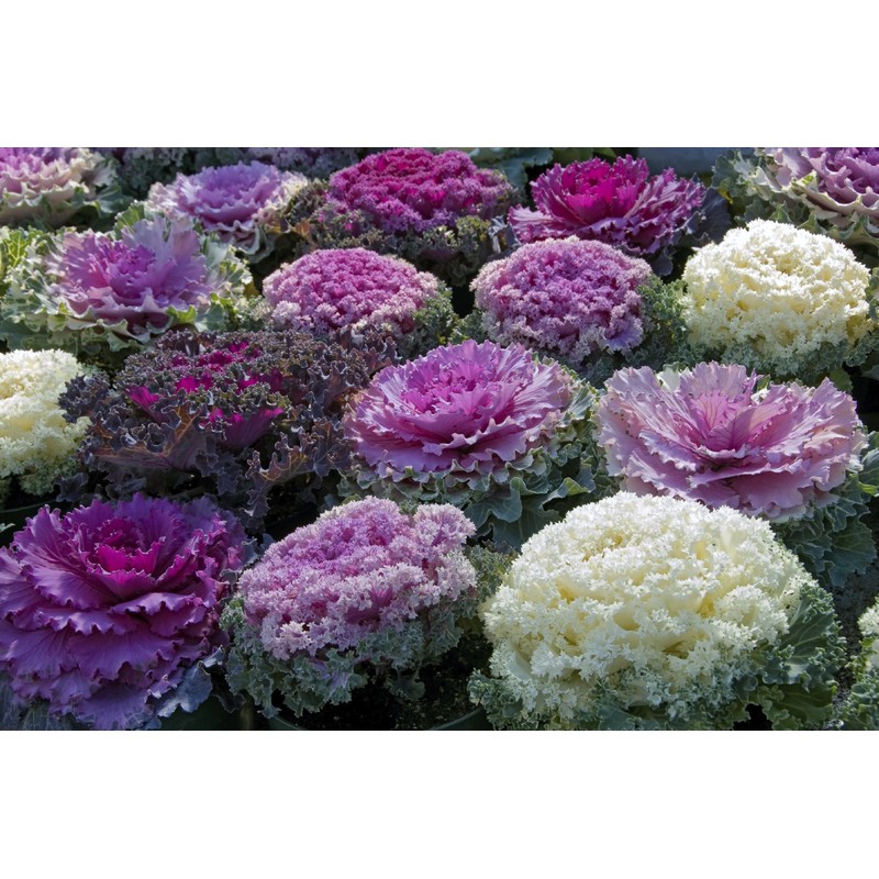 NIKA SEEDS - Vegetable Flowering Kale Mix (Ornamental Cabbage) Large