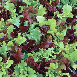 NIKA SEEDS - Seeds Vegetable Indoor Lettuce Fresh Baby-Mix Leaf Heirloom for Salads - 1000 Seeds