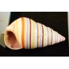 6 Real Haitian Tree Snail Shells (Striped Candy Snail) 1-2"