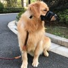 Dog Muzzle, Breathable Mesh Anti Biting Barking Chewing, Adjustable Bite