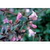 Abelia Grandiflora Edward Goucher | 1 Large Gallon Size Plant