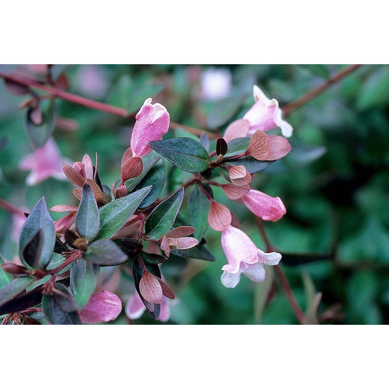 Abelia Grandiflora Edward Goucher | 1 Large Gallon Size Plant