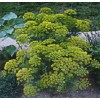 DILL HERB *  BULK   * BOUQUET VARIETY * 1000 SEEDS