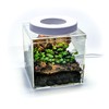 Generic Tiny Terrarium Kit for Springtails (4x4 inch) - BioActive