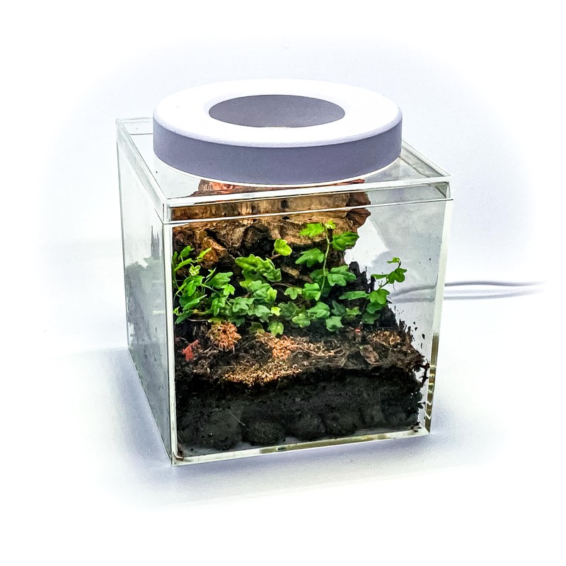 Generic Tiny Terrarium Kit for Springtails (4x4 inch) - BioActive