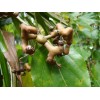 Buy Rare Seeds Hovenia dulcis | Japanese Raisin Tree |