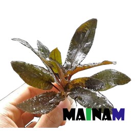 Mainam (Crypt Wendtii Green) Cryptocoryne Wendtii Stem Bundle Freshwater Live Aquarium Plants Decoration