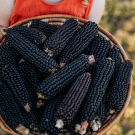 Dakota Black Popcorn - 4oz Bulk (~800 Seeds) - Heirloom & Open-Pollinated Variety, USA-Grown, Non-GMO Corn Seeds for Planting Outdoors in The Home Garden, Thresh Seed Company