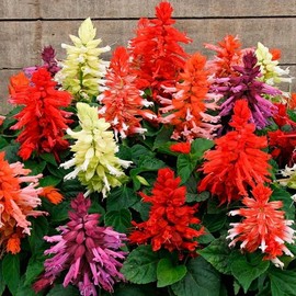Sage Salvia Seed Mix 30+ Non-GMO Seeds for Planting Multicolor Flower Seeds