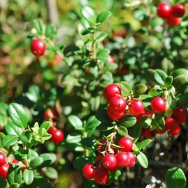Outsidepride Cranberry - 250 Seeds