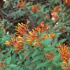 Firebush Firefly I 3 Live Plants I Dwarf Hamelia Patens