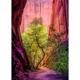 Singing Canyon Puzzle 1000 Teile