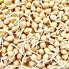Todd's Seeds Sprouting Garbanzo Beans, Non-GMO, Chemical Free, High Germination
