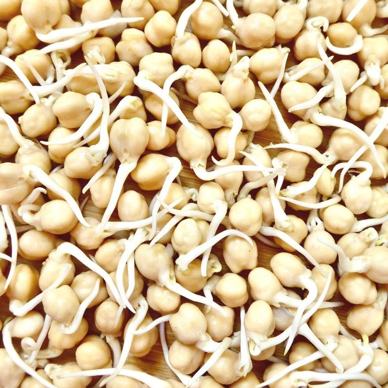 Todd's Seeds Sprouting Garbanzo Beans, Non-GMO, Chemical Free, High Germination