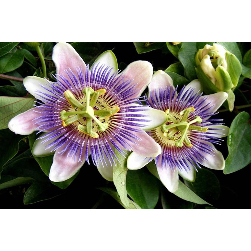 Pasiflora Dried Herbal Tea. Tila Tea Linden Passionflower Tea. 2