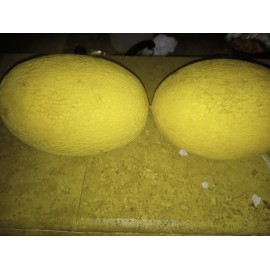 Heirloom Hami Hami 20 Seeds Rare Musk Melon Sweetest Melon I've Tried