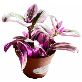 The Green Bottle Pink Purple Wandering 'Tradescanita Zabrina' live Plant in 4 inch Pot w/ Soil