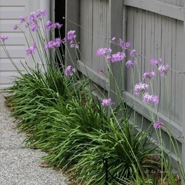 Society Garlic | 3 Large Trade Gallon Size Plants I Tulbaghia Violacea I Live Fragrant Purple Blooms & Edible Leaves, Easy-Care, Drought-Resistant Outdoor Herb