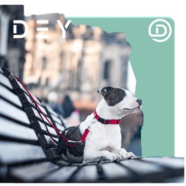 DEY - Premium Air Mesh Dog Lead 2 m | Adjustable to 3 Positions | for Small, Medium and Large Dogs | Many Colours | Double Lead for Dog/Cat | Recall Lead | Lead Lead | Puppy Lead | Black, XS