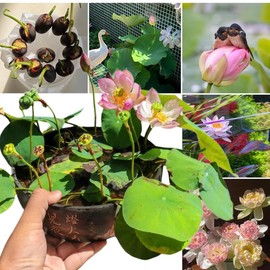 60 Counts Bowl lotus seeds Bonsai Lotus Seeds for Planting Water Lily Flower Aquatic Plants Seed For Garden - Specification: 60 Counts