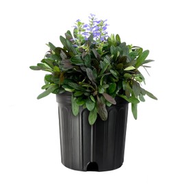Ajuga Chocolate Chip | 1 Large Gallon Size Plant | Ajuga reptans | Ground Cover Perennial | Pathways and Gardens, Blue Flowers, Drought Tolerant, Easy to Grow, Fast Spreading, Low Maintenance
