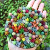 200pcs Rare Beautiful Mixed Mini Succulents Seeds for Planting, DIY