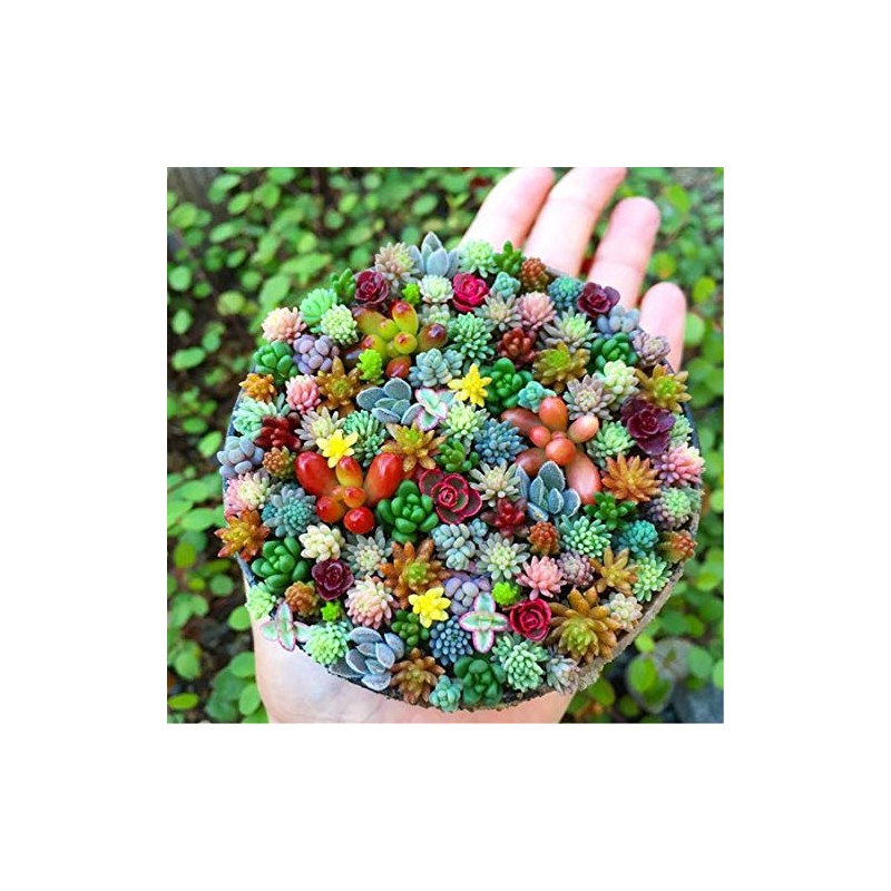 200pcs Rare Beautiful Mixed Mini Succulents Seeds for Planting, DIY