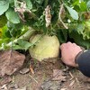 BioLogic New Zealand Endurance Radish, New Generation of Radish Developed