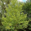 Generic Autumn Blaze Maple, Deciduous, Shade Tree, Fast Growing, 5