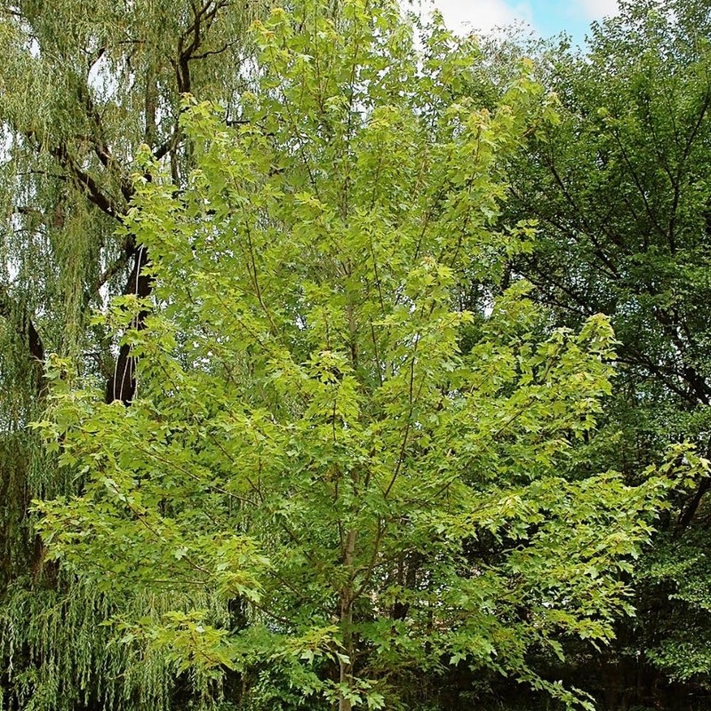 Generic Autumn Blaze Maple, Deciduous, Shade Tree, Fast Growing, 5