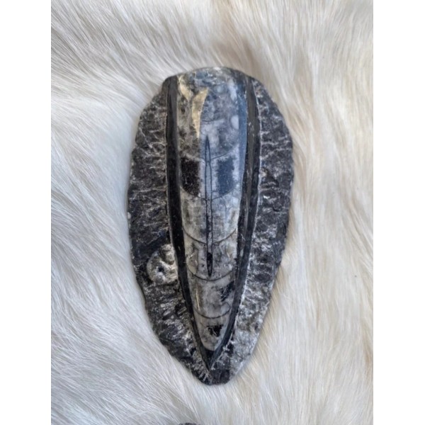 Moroccan Orthocera Fossils/Ancien
