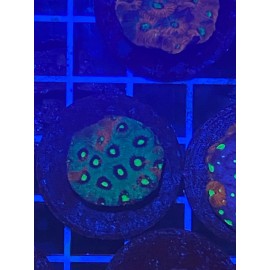 LPS War Coral Favia/Favities LPS Live Coral Frag - Red, Teal, Blue - Very Easy!