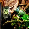 NEPTONION Reptile Chameleon Cantina Drinking Fountain Water dripper Comes with