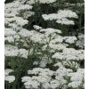 White 500 Plus White Yarrow Seeds-perennia