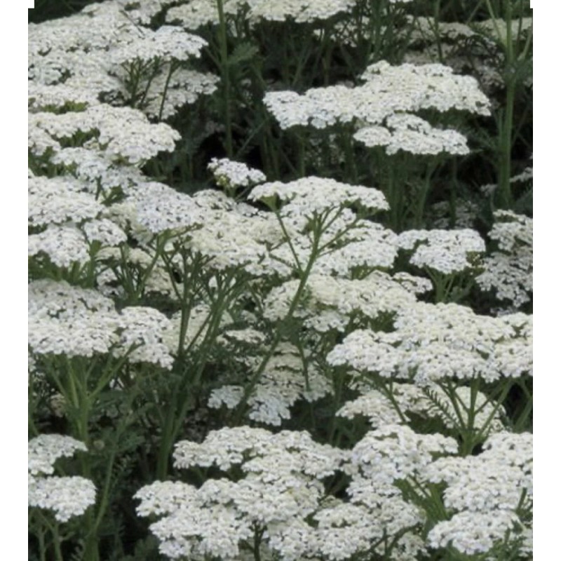 White 500 Plus White Yarrow Seeds-perennia