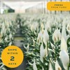 Costa Farms Peace Lily Live Plant in Decorative Pot, Air