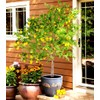 70 Seeds Lemon Trees Dwarf Lemon Bonsai. Perfume Lemon All-in-One