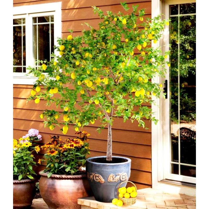 70 Seeds Lemon Trees Dwarf Lemon Bonsai. Perfume Lemon All-in-One