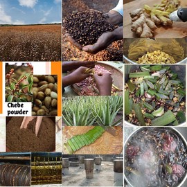 Africa Croton Tree seeds Extract Known Locally as Chebe Hot Oil Scientific Name Croton gratissimus Scalp & Hair Roots Strengthening Hot Oil