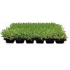 18 St. Augustine 'Palmetto' 3 Inch Sod Plugs - Drought,