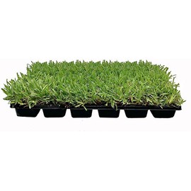 18 St. Augustine 'Palmetto' 3 Inch Sod Plugs - Drought, Salt & Shade Tolerant Grass