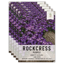 Seed Needs, Purple Rockcress Seeds - 1,000 Heirloom Seeds for Planting Aubrieta deltoidea - Perennial Flower Great for Rock Gardens, Groundcover, Attracts Pollinators (5 Packs)