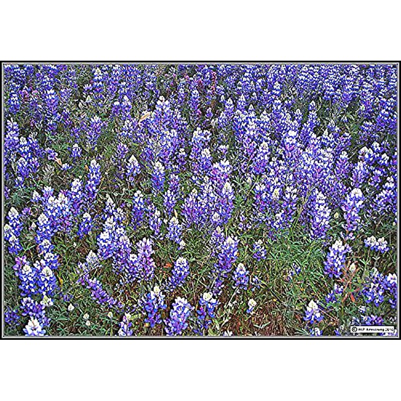 Texas Bluebonnets - Approximately 100 Seeds .1 Oz - Texas