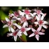 Jade Plant - Crassula Ovuta - Easy to Grow