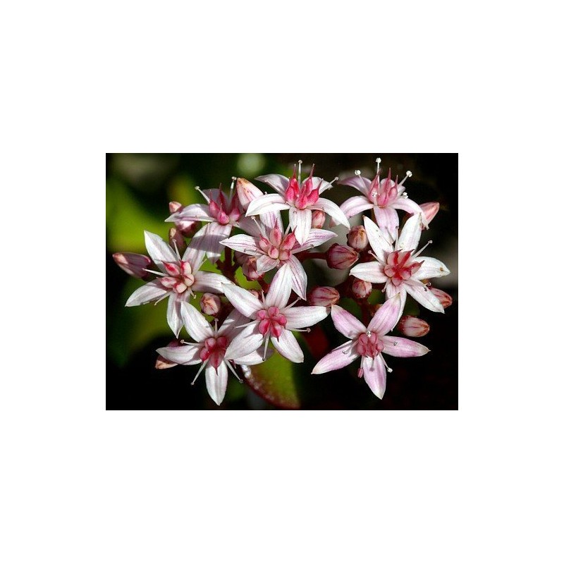 Jade Plant - Crassula Ovuta - Easy to Grow