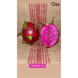 oax dragon fruit farm Mature Cuttings On Dragon Fruit Variety “JESELLE”